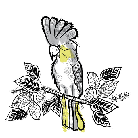 Cockatoo
