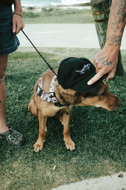 Tiger Shark Cap