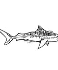 Tiger Shark
