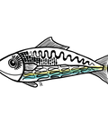 Funky Fish