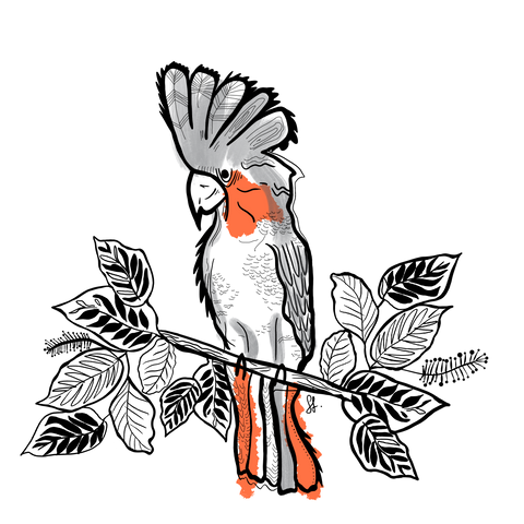Cockatoo