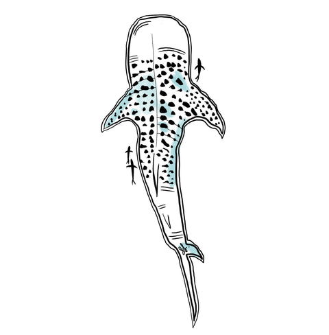 Whale Shark